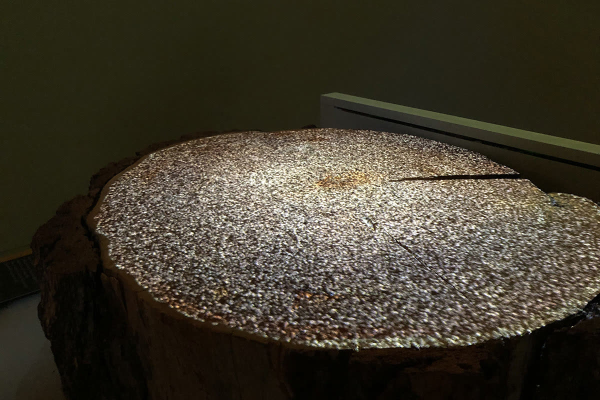 Dettaglio della sezione del tronco di larice secolare illuminata dall'alto